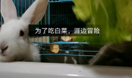 小白兔吃萝卜视频,小白兔的快乐萝卜时光